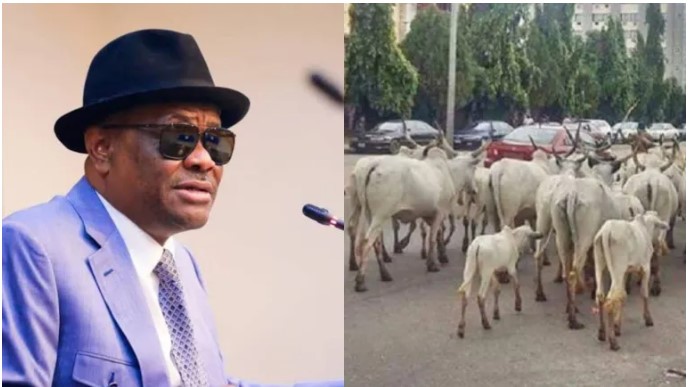 No cow will be allowed inside Abuja – Wike
